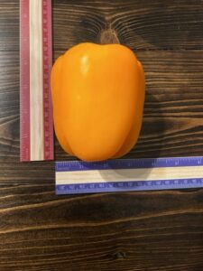 Orange Pepper Size