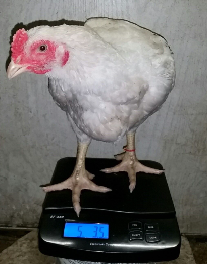 Chicken on a scale